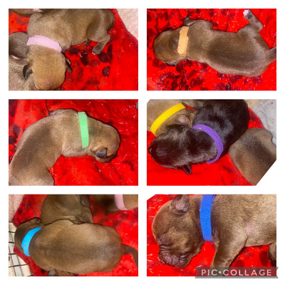 Mixed Breeds For Sale