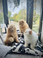 3 Cute Male Persian Kittens Looking For A New Home