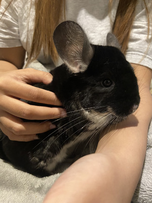 Chinchilla For Sale in the UK
