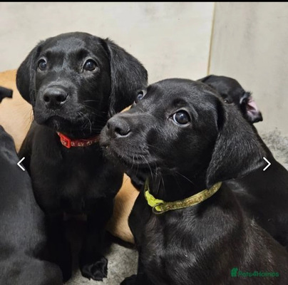 Labrador Retrievers For Sale