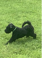 Kerry Blue Terrier For Sale in Lodon