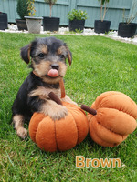 Puppy's Yorkshire terrier. Ready to go on 21 of September in West Thurrock
