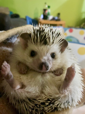 Pygmy Hedgehog For Sale in Lodon