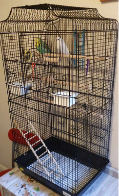 2 x Parakeet / Budgerigar parrots for sale in Bournemouth | UKPets