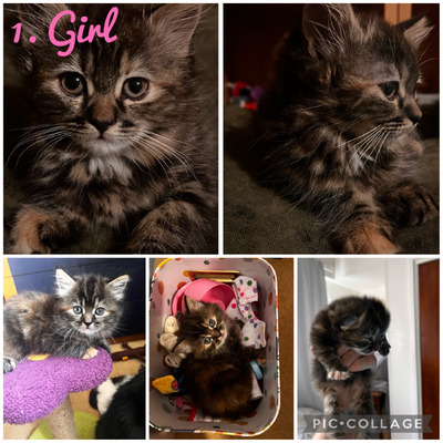 Cute Persian For Sale