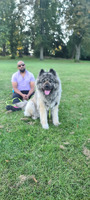Akita stud wanted for litter