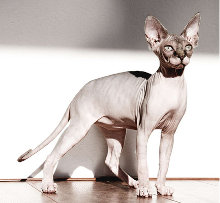 Sphynx Wanted in Great Britain