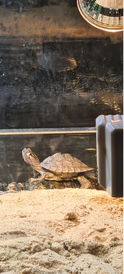 Turtle For Adoption in the UK