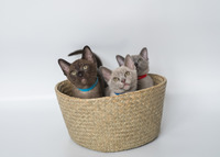 2 purebred burmese GCCF registered kittens for sale