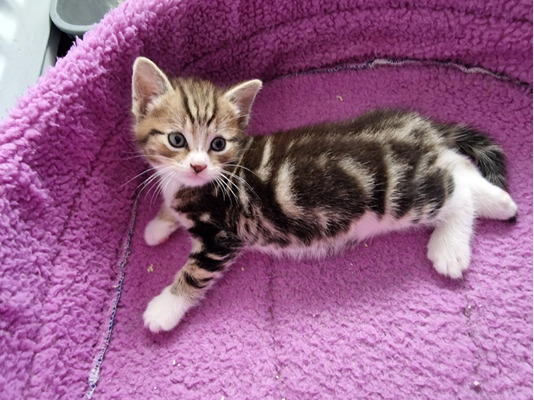 American Shorthair For Sale in the UK