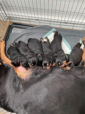 Rottweilers for Rehoming