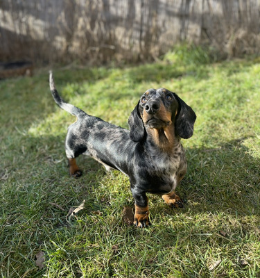 Miniature Dachshund For Stud in the UK