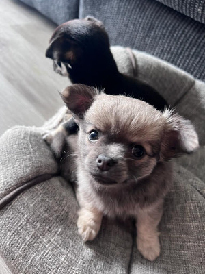Chihuahua For Sale in Lodon