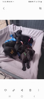 Available Patterdale Terriers