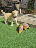 *4 boys left* 8 poodle pups ready 18th September
