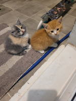 4 British shorthair kittens for sale