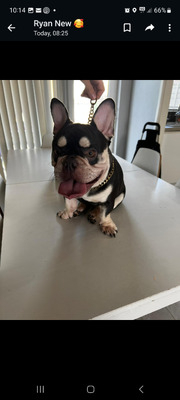 French Bulldog For Sale in Great Britain