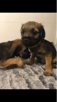 Border Terrier For Sale in the UK