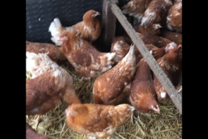 Fully vaccinated Hybrid hens