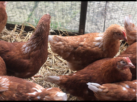 Chickens for Rehoming