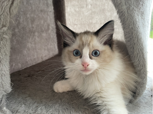 Ragdoll For Sale in Great Britain