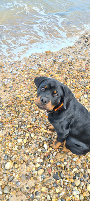 Rottweiler For Adoption in Great Britain