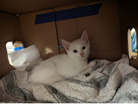 White female kitten for sale