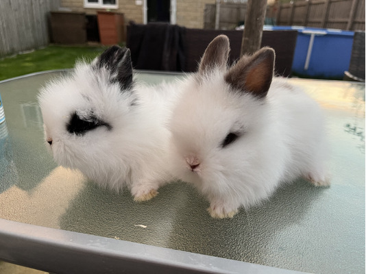 Lionhead dwarf rabbit for hot sale sale