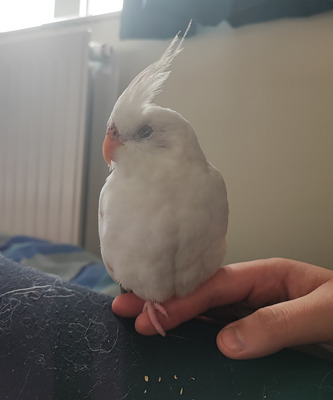 Cockatiel for Rehoming