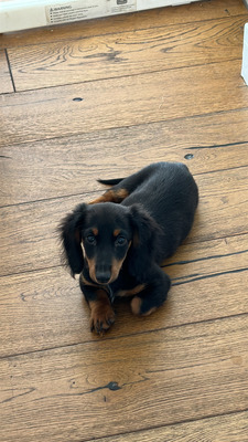 Dachshund For Sale in the UK