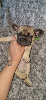 French Bulldog for Rehoming