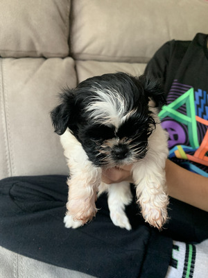 Shih Tzus For Sale