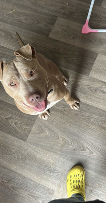 American Bully For Adoption in the UK