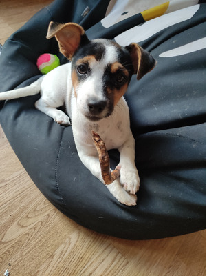 Jack Russell For Sale in Great Britain