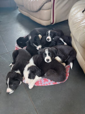 Available Border Collies