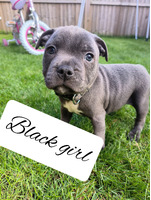 Staffordshire Bull Terrier Dogs Breed