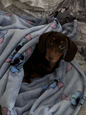 Dachshunds For Sale