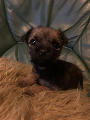 Border Terrier For Sale in Great Britain