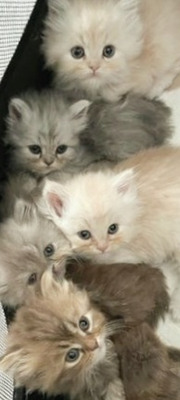 Persians for Rehoming