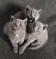 Scottish fold straight kittens for sale