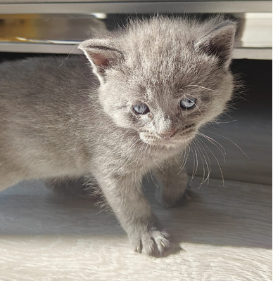 Scottish fold straight kittens for sale | UKPets