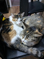 Two female 13 month old cats for sale