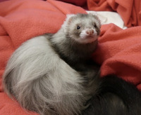 TWO GORGEOUS FERRETS