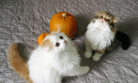 Affectionate Scottish fold kittens for sale