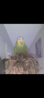 Amazon parrot Harvey