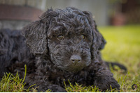 Spanish Water Dogs For Sale