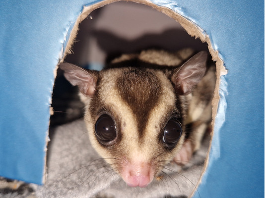 Sugar Glider for Rehoming