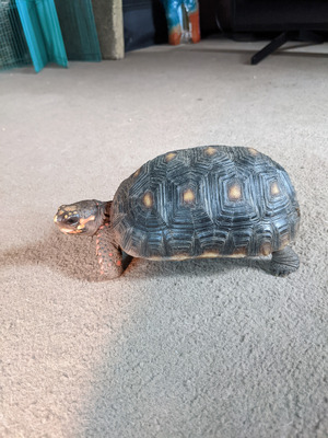 Tortoise and 6ft Vivarium Black with Full Setup Extra Bulbs - O.N.O ...