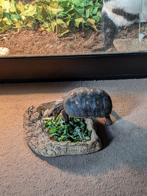 Tortoise and 6ft Vivarium Black with Full Setup Extra Bulbs - O.N.O ...