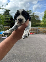 5 cocker spaniel puppies for sale
